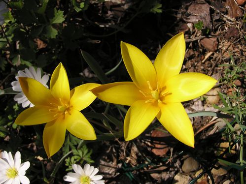 tulipes-botaniques.JPG