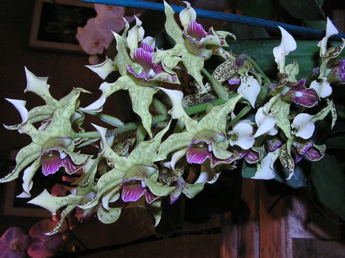 Dendrobium-Miva-abracadabra.JPG