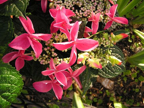 Hortensia--4-.JPG