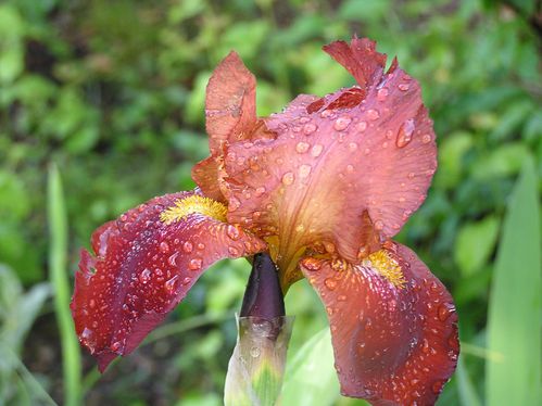 Iris-marron-apres-la-pluie.JPG