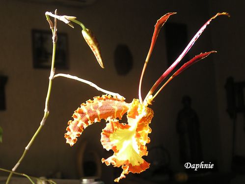 oncidium-papillo.JPG