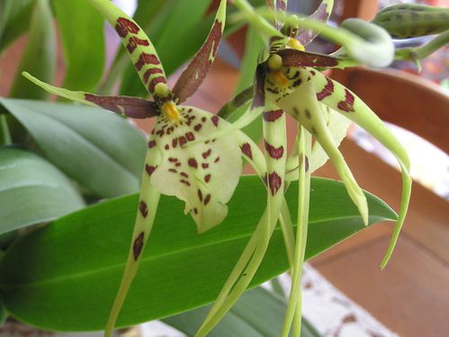 Brassia-gireoundiana-xcaudata.JPG