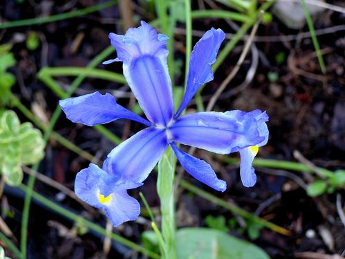 Iris bleu Hollande