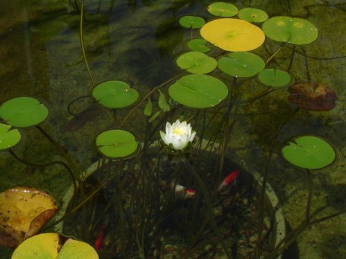 éclosion fleur de nénuphar 11h30