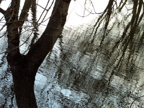 Arbre-et-reflets--Dardaillon-.jpg