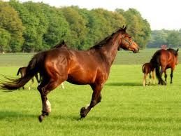 cheval.jpg