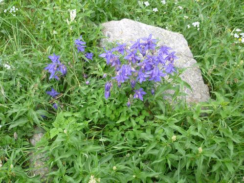 Ancolie dans la vallée de l'Eyne.