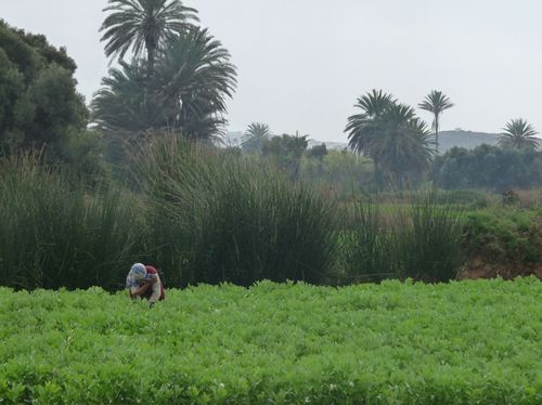 002-Oued-Massa.jpg