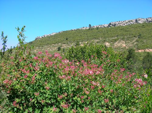 mai14 Albas Roque blanche (16)