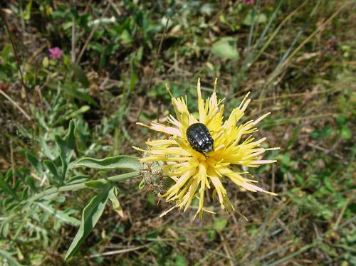 Centaurea collina CentaureeCollines Babeau Bouldoux juin14