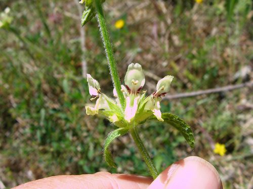 EpiaireDroite Stachys recta Albas Roque blanche mai14