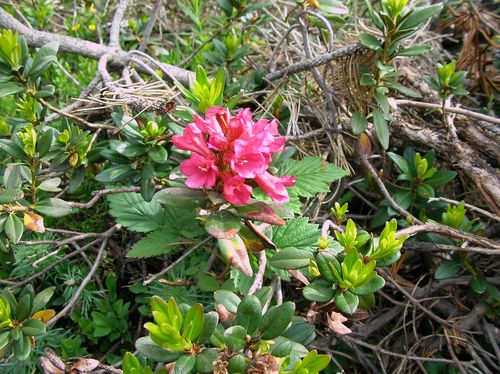 Rhododendron_Rhododendron-ferrugineum-juin14_Les-Angles.JPG