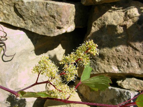 VigneSauvage Vitis vinifera subsp. sylvestris Albas Roque b