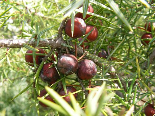 Juniprunus_oxycedrus_GenevrierCade_Roquefort Corbieres_mars13