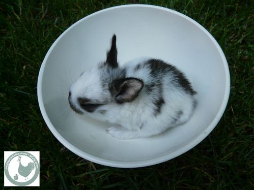 bebe-lapin.jpg