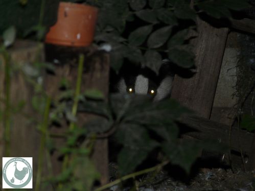 yeux-dans-la-nuit.jpg