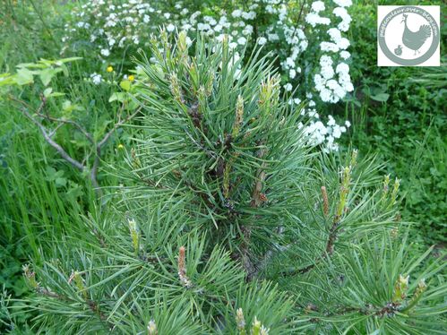 bonsai-pin-sylvestre.jpg