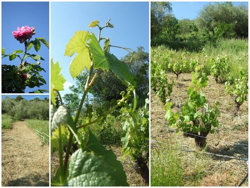 vigne-June-2013.jpg