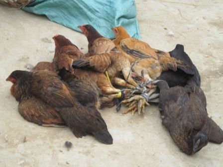 Vietnam---2014 0062