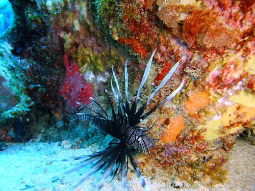2012 11 06 Jardin de Corail (44) (Copier)