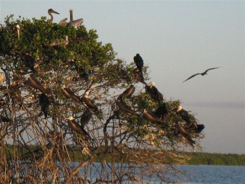 2010 02 09 Grande Terre 037 (Medium)