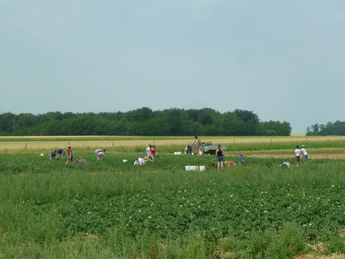 fermeamap4juin11.JPG