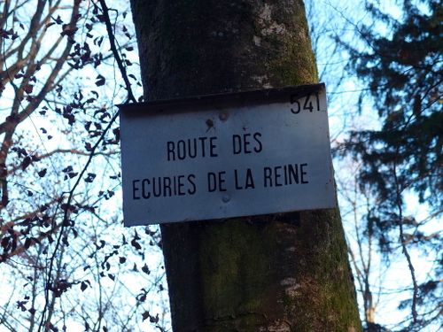 forêt-fontainebleau-081