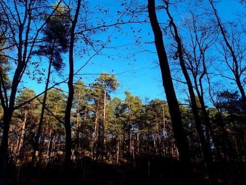 forêt-fontainebleau-082