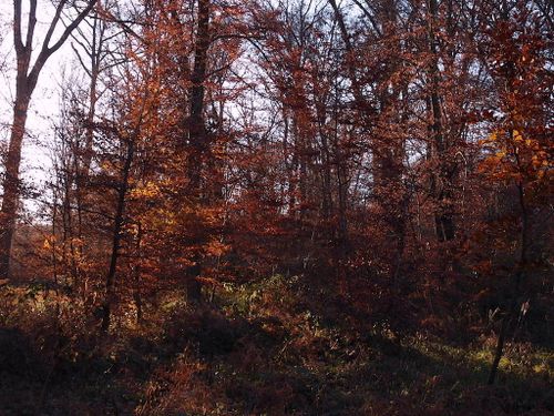 forêt-fontainebleau-103
