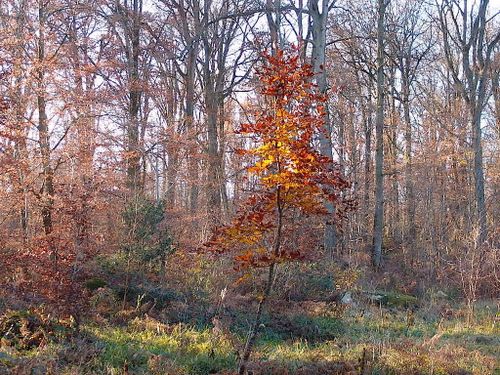 forêt-fontainebleau-104