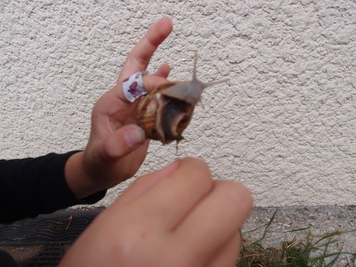 escargot-flou.JPG