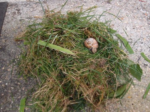 escargots-herbe.JPG