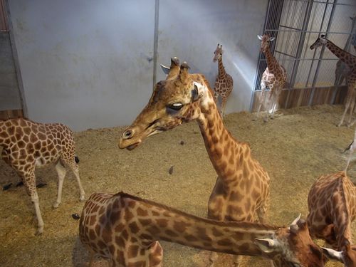 girafes-zoo-vincennes.JPG