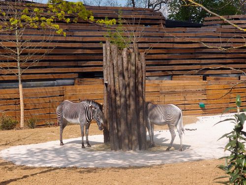 zebres-parc-zoologique-vincennes-zoo.JPG