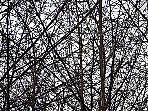 2013-01-12-DeMaFenetre#2 (2)