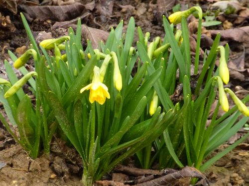 2013-03-01-Printemps (1)