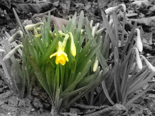 2013-03-01-Printemps (3)