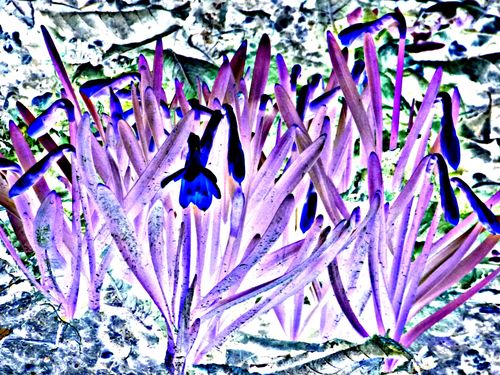 2013-03-01-Printemps (5)