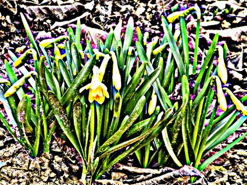 2013-03-01-Printemps (7)
