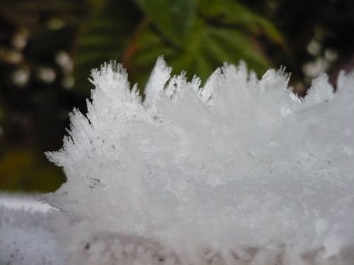 2010-11-30-fleurs de glace (1)