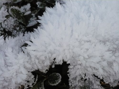 2010-11-30-fleurs de glace (6)