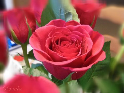 roses-Helene--10-.jpg