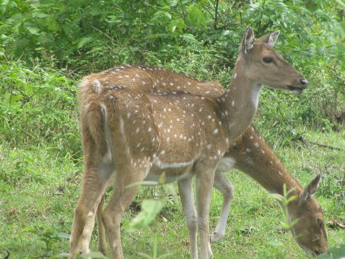 Réserves de Bandipur Mudumalaï (3)