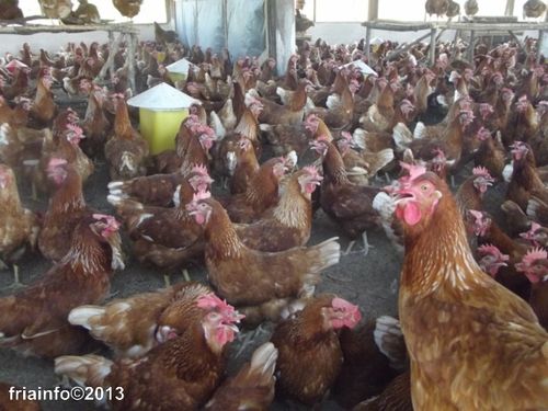 ferm3.JPG