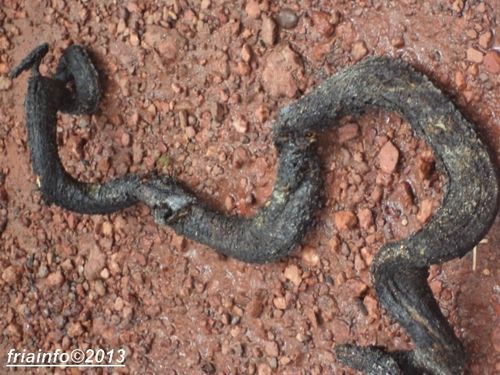le-serpent--2-.JPG