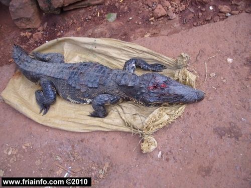 caiman.JPG