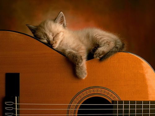 chaton-guitare.jpg