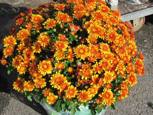 2011-10-041.jpg