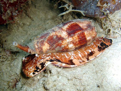 Gasteropode-Conus-geographus-Philippines-01