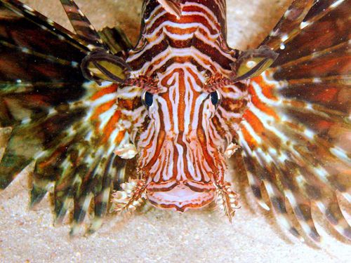 Poisson-lion-Rascasse-volante-Pterois-volitans